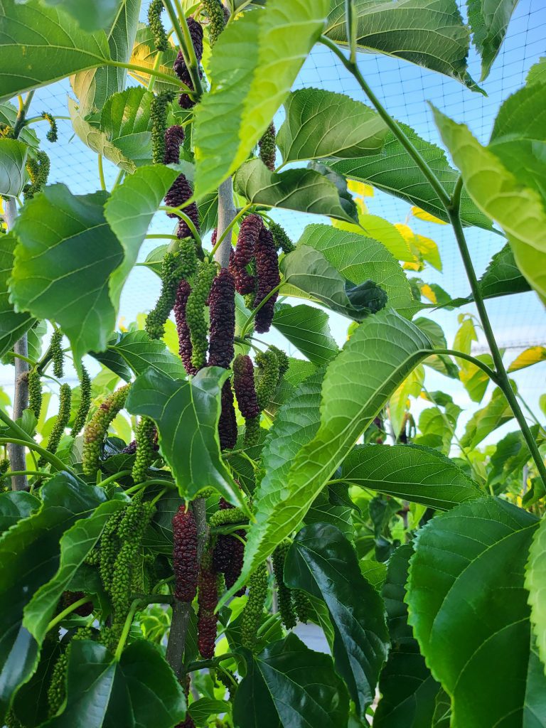 Mulberry tree