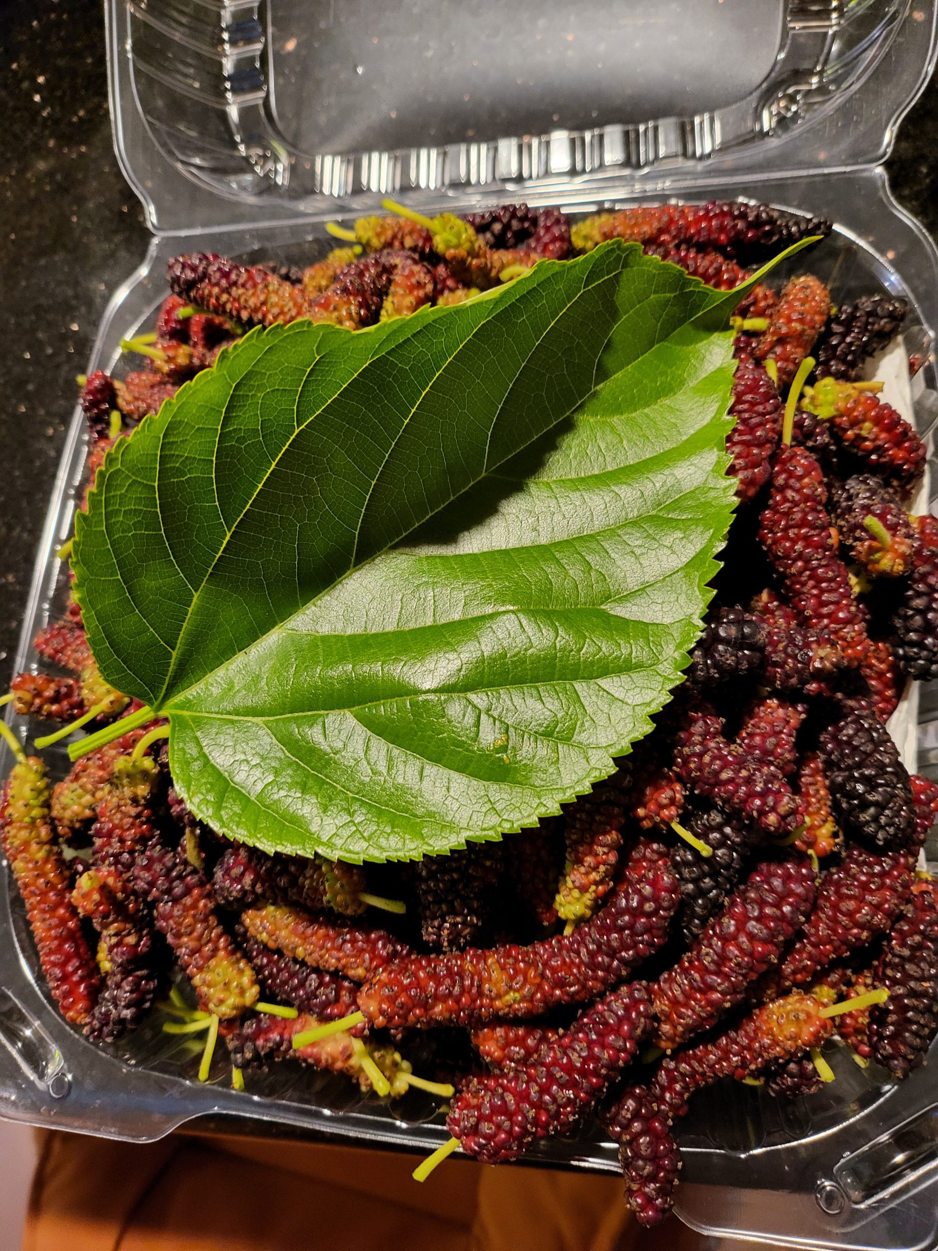 Pakistan Mulberry – Passion Gardens
