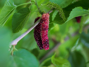 Best Ideas Mulberry Harvest