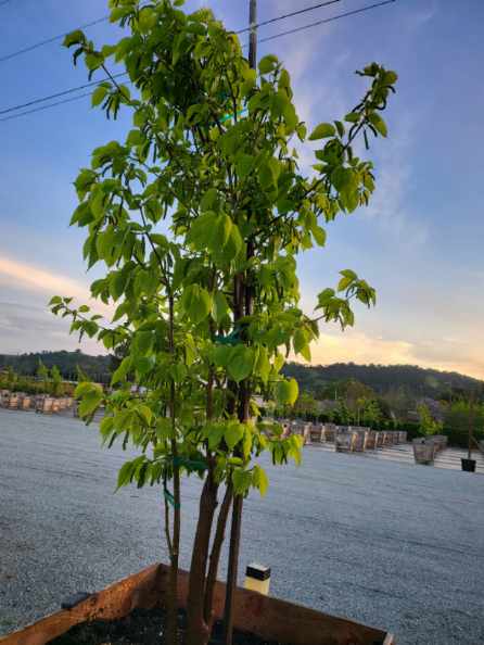 Beautiful Large Mulberry Tree